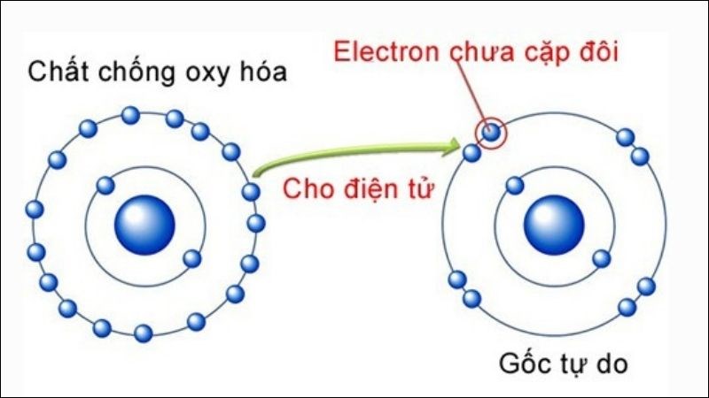 chất chống oxy hóa là gì